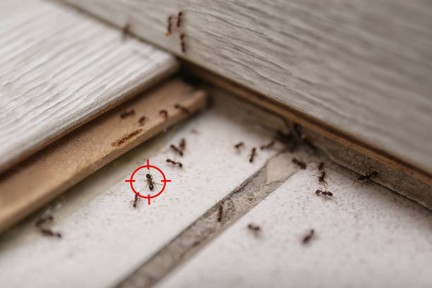 Best Rodent Control Near Me  in Mebane, NC