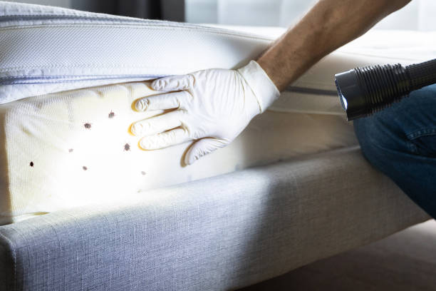 Best Emergency Pest Control  in Mebane, NC