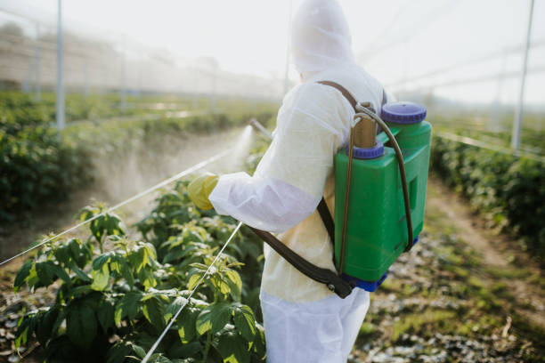 Trusted Mebane, NC Pest Control Experts